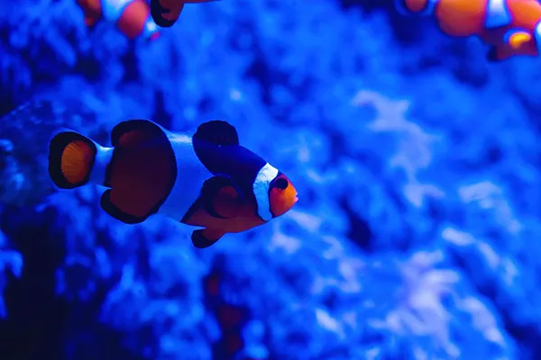 Malta National Aquarium Image 5